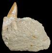 Otodus Shark Tooth Fossil In Matrix #6393-2